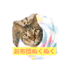 こたねこスタンプ（個別スタンプ：1）