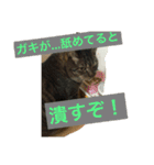 こたねこスタンプ（個別スタンプ：2）