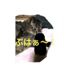 こたねこスタンプ（個別スタンプ：3）