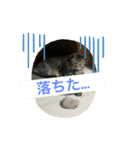 こたねこスタンプ（個別スタンプ：4）
