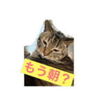 こたねこスタンプ（個別スタンプ：5）