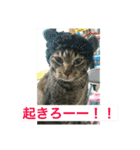 こたねこスタンプ（個別スタンプ：6）