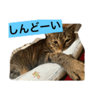 こたねこスタンプ（個別スタンプ：7）