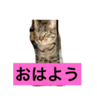 こたねこスタンプ（個別スタンプ：11）
