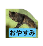こたねこスタンプ（個別スタンプ：12）