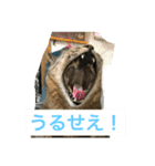 こたねこスタンプ（個別スタンプ：13）