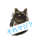 こたねこスタンプ（個別スタンプ：14）