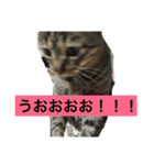 こたねこスタンプ（個別スタンプ：16）