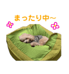 ラフくんの毎日②（個別スタンプ：16）