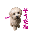 ラフくんの毎日②（個別スタンプ：20）