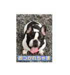 M.S.Yブヒブヒスタンプ（個別スタンプ：2）