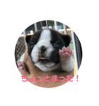 M.S.Yブヒブヒスタンプ（個別スタンプ：13）