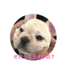 M.S.Yブヒブヒスタンプ（個別スタンプ：17）
