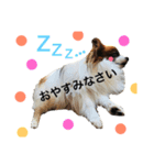 わんぱくさすけ（個別スタンプ：1）