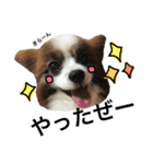 わんぱくさすけ（個別スタンプ：2）
