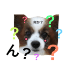 わんぱくさすけ（個別スタンプ：5）