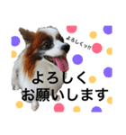 わんぱくさすけ（個別スタンプ：16）