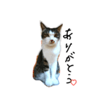 すてきねこ（個別スタンプ：6）