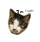 すてきねこ（個別スタンプ：7）