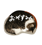 すてきねこ（個別スタンプ：8）