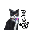 白くて黒い猫（個別スタンプ：1）