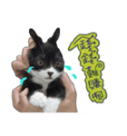 白くて黒い猫（個別スタンプ：2）