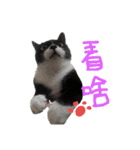 白くて黒い猫（個別スタンプ：4）