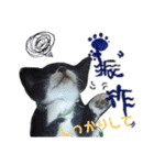 白くて黒い猫（個別スタンプ：7）