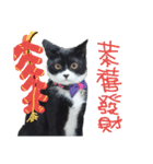 白くて黒い猫（個別スタンプ：8）