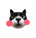 白くて黒い猫（個別スタンプ：9）
