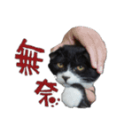 白くて黒い猫（個別スタンプ：10）