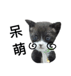 白くて黒い猫（個別スタンプ：11）