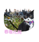 白くて黒い猫（個別スタンプ：12）