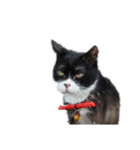 白くて黒い猫（個別スタンプ：13）