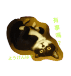 白くて黒い猫（個別スタンプ：14）