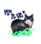 白くて黒い猫（個別スタンプ：15）