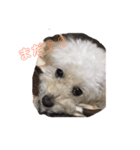 ふわふわ わんこ（個別スタンプ：1）