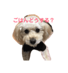 ふわふわ わんこ（個別スタンプ：3）