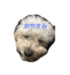ふわふわ わんこ（個別スタンプ：4）