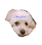 ふわふわ わんこ（個別スタンプ：5）