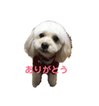 ふわふわ わんこ（個別スタンプ：6）