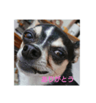 そぼろの日常（個別スタンプ：3）
