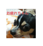 そぼろの日常（個別スタンプ：10）