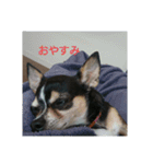 そぼろの日常（個別スタンプ：11）