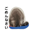 うちの猫 G.T.C（個別スタンプ：7）