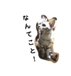 うちの猫 G.T.C（個別スタンプ：8）