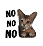 うちの猫 G.T.C（個別スタンプ：9）