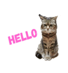 うちの猫 G.T.C（個別スタンプ：10）