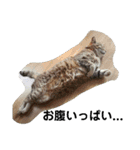 うちの猫 G.T.C（個別スタンプ：11）