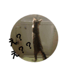 うちの猫 G.T.C（個別スタンプ：12）